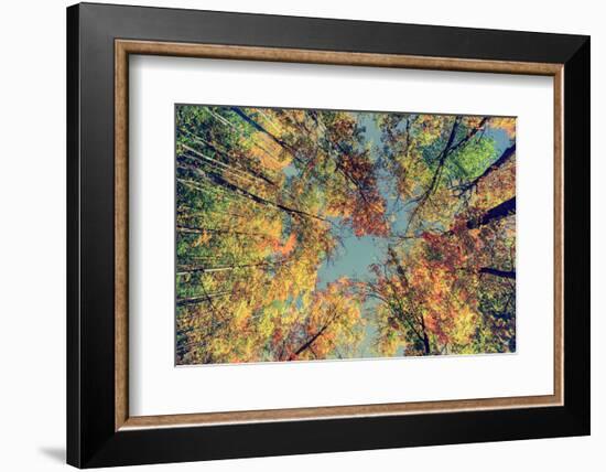 Autumn Tree Leaves - Instagram-SHS Photography-Framed Photographic Print