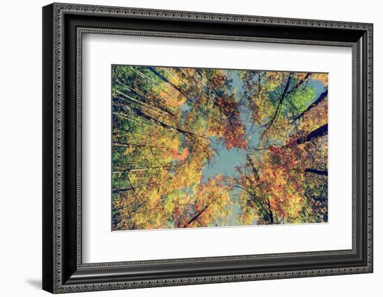 Autumn Tree Leaves - Instagram-SHS Photography-Framed Photographic Print