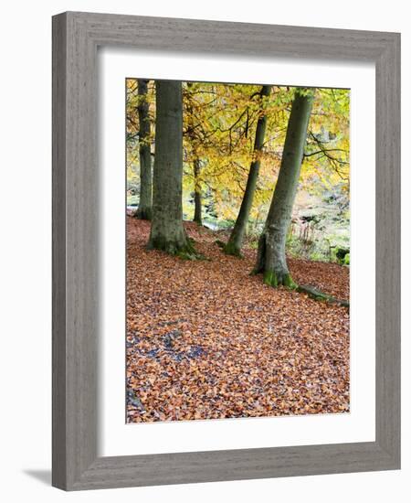 Autumn Trees and Fallen Leaves in Strid Wood, Bolton Abbey, Yorkshire, England, United Kingdom, Eur-Mark Sunderland-Framed Photographic Print