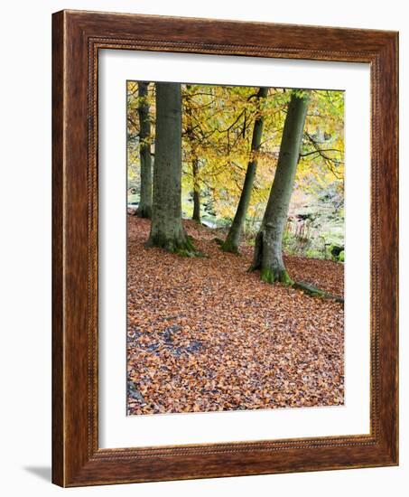 Autumn Trees and Fallen Leaves in Strid Wood, Bolton Abbey, Yorkshire, England, United Kingdom, Eur-Mark Sunderland-Framed Photographic Print