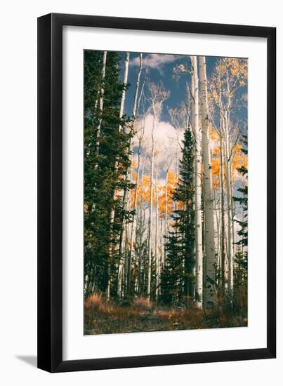 Autumn Trees at Dixie National Forest, Southern Utah, Southwest-Vincent James-Framed Photographic Print