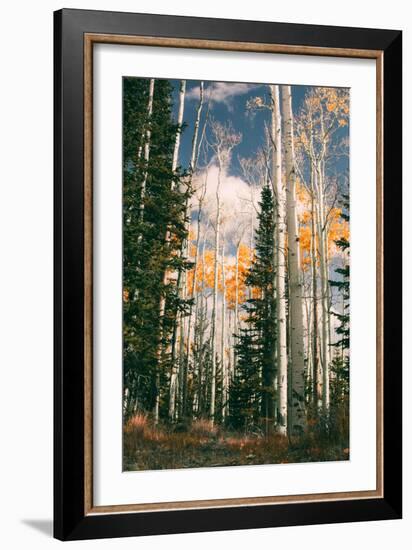 Autumn Trees at Dixie National Forest, Southern Utah, Southwest-Vincent James-Framed Photographic Print