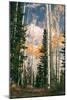 Autumn Trees at Dixie National Forest, Southern Utah, Southwest-Vincent James-Mounted Photographic Print