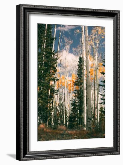 Autumn Trees at Dixie National Forest, Southern Utah, Southwest-Vincent James-Framed Photographic Print