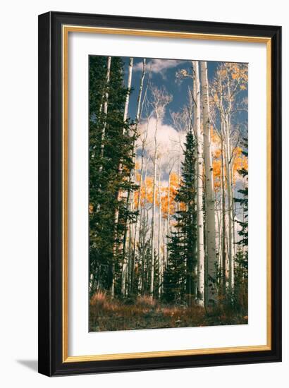 Autumn Trees at Dixie National Forest, Southern Utah, Southwest-Vincent James-Framed Photographic Print