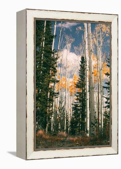 Autumn Trees at Dixie National Forest, Southern Utah, Southwest-Vincent James-Framed Premier Image Canvas