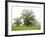Autumn Trees at Jacob Smith Park, Knaresborough, North Yorkshire, Yorkshire, England, United Kingdo-Mark Sunderland-Framed Photographic Print