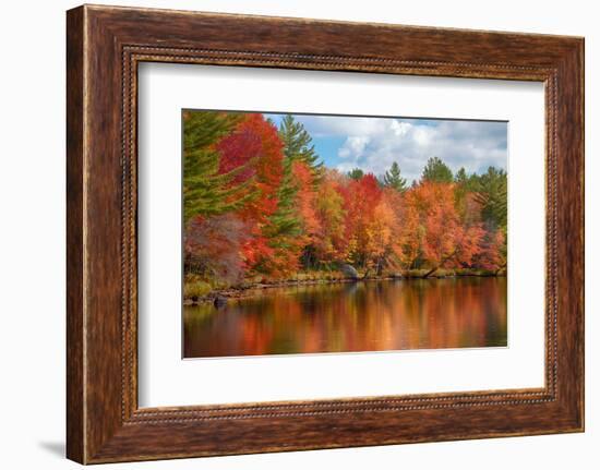 Autumn trees at riverbank, Oswegatchie River, Adirondack Mountains State Park, New York State, USA-null-Framed Photographic Print