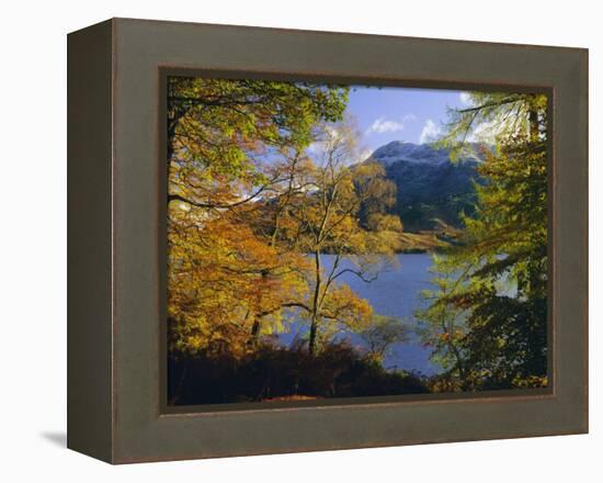 Autumn Trees at Ullswater, Lake District National Park, Cumbria, England, UK, Europe-Roy Rainford-Framed Premier Image Canvas