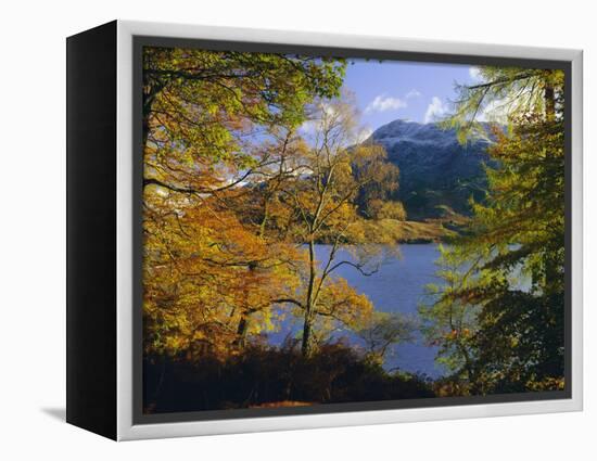 Autumn Trees at Ullswater, Lake District National Park, Cumbria, England, UK, Europe-Roy Rainford-Framed Premier Image Canvas