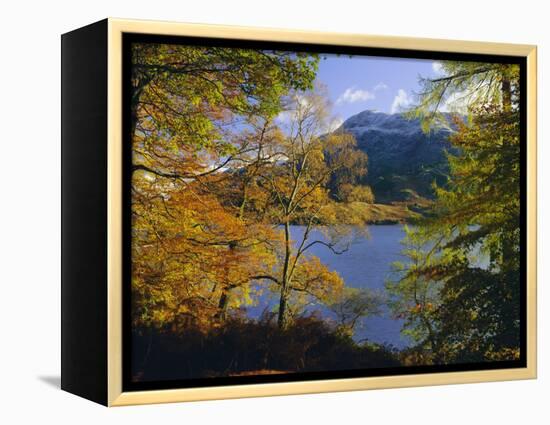 Autumn Trees at Ullswater, Lake District National Park, Cumbria, England, UK, Europe-Roy Rainford-Framed Premier Image Canvas