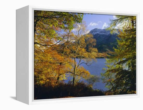 Autumn Trees at Ullswater, Lake District National Park, Cumbria, England, UK, Europe-Roy Rainford-Framed Premier Image Canvas