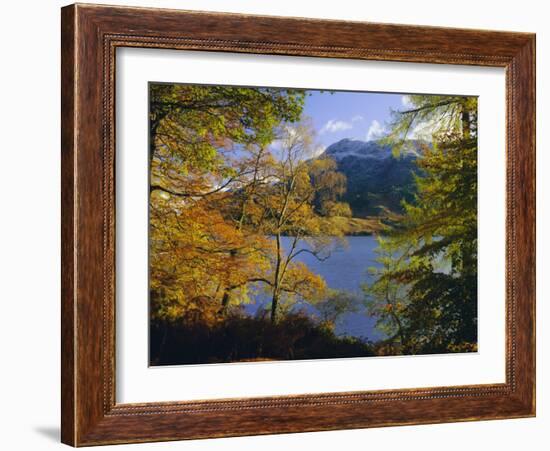 Autumn Trees at Ullswater, Lake District National Park, Cumbria, England, UK, Europe-Roy Rainford-Framed Photographic Print