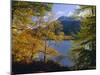 Autumn Trees at Ullswater, Lake District National Park, Cumbria, England, UK, Europe-Roy Rainford-Mounted Photographic Print