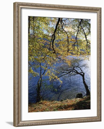 Autumn Trees at Ullswater, Lake District National Park, Cumbria, England, United Kingdom, Europe-Rainford Roy-Framed Photographic Print