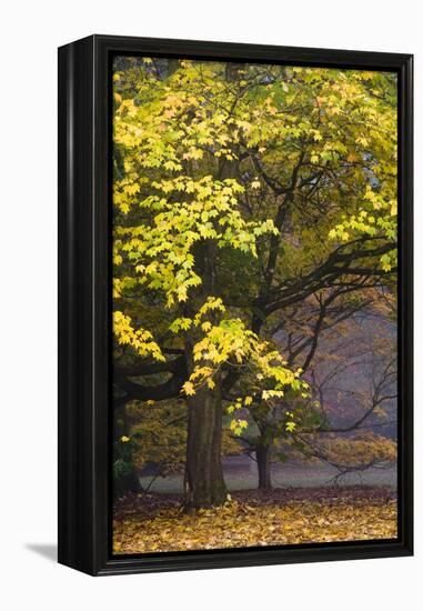 Autumn Trees at Westonbirt, Gloucestershire, England-David Clapp-Framed Premier Image Canvas