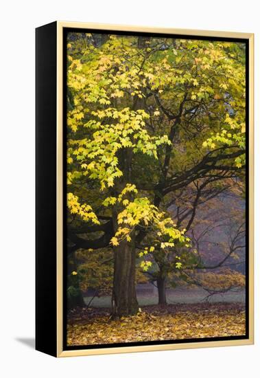 Autumn Trees at Westonbirt, Gloucestershire, England-David Clapp-Framed Premier Image Canvas