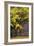 Autumn Trees at Westonbirt, Gloucestershire, England-David Clapp-Framed Photographic Print