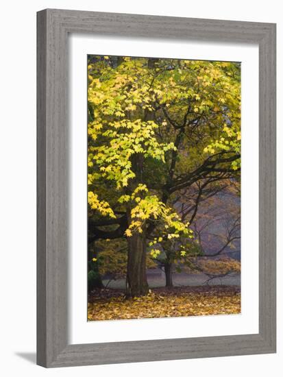 Autumn Trees at Westonbirt, Gloucestershire, England-David Clapp-Framed Photographic Print