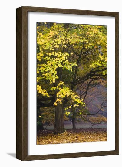 Autumn Trees at Westonbirt, Gloucestershire, England-David Clapp-Framed Photographic Print