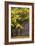 Autumn Trees at Westonbirt, Gloucestershire, England-David Clapp-Framed Photographic Print