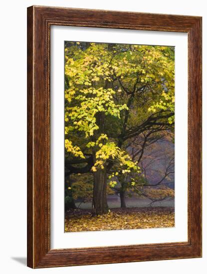 Autumn Trees at Westonbirt, Gloucestershire, England-David Clapp-Framed Photographic Print