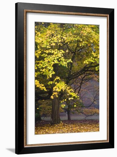 Autumn Trees at Westonbirt, Gloucestershire, England-David Clapp-Framed Photographic Print