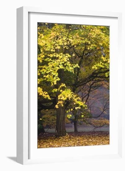 Autumn Trees at Westonbirt, Gloucestershire, England-David Clapp-Framed Photographic Print