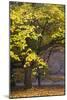 Autumn Trees at Westonbirt, Gloucestershire, England-David Clapp-Mounted Photographic Print