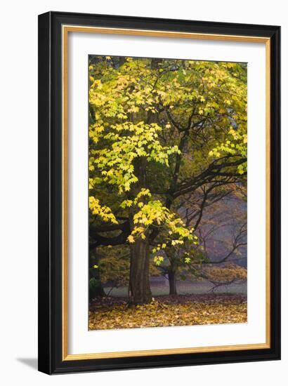 Autumn Trees at Westonbirt, Gloucestershire, England-David Clapp-Framed Photographic Print