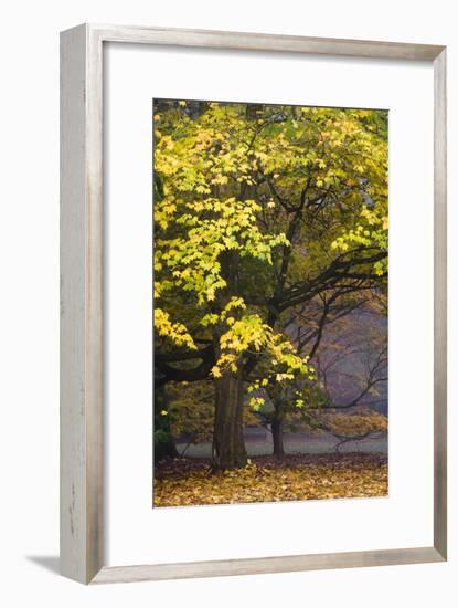 Autumn Trees at Westonbirt, Gloucestershire, England-David Clapp-Framed Photographic Print