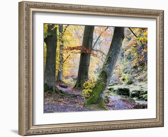 Autumn Trees by the Strid in Strid Wood, Bolton Abbey, Yorkshire, England, United Kingdom, Europe-Mark Sunderland-Framed Photographic Print