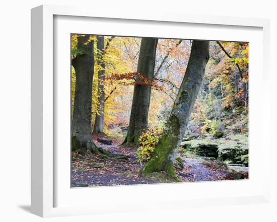 Autumn Trees by the Strid in Strid Wood, Bolton Abbey, Yorkshire, England, United Kingdom, Europe-Mark Sunderland-Framed Photographic Print