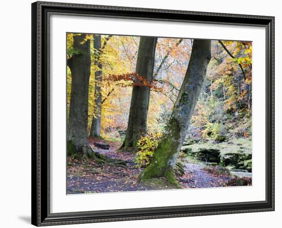 Autumn Trees by the Strid in Strid Wood, Bolton Abbey, Yorkshire, England, United Kingdom, Europe-Mark Sunderland-Framed Photographic Print