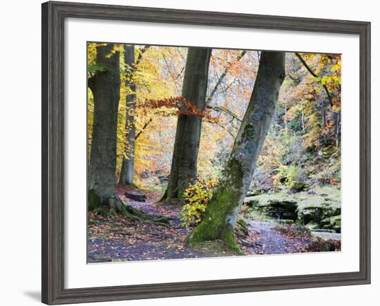 Autumn Trees by the Strid in Strid Wood, Bolton Abbey, Yorkshire, England, United Kingdom, Europe-Mark Sunderland-Framed Photographic Print