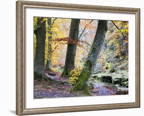 Autumn Trees by the Strid in Strid Wood, Bolton Abbey, Yorkshire, England, United Kingdom, Europe-Mark Sunderland-Framed Photographic Print