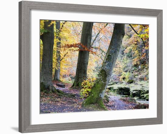 Autumn Trees by the Strid in Strid Wood, Bolton Abbey, Yorkshire, England, United Kingdom, Europe-Mark Sunderland-Framed Photographic Print