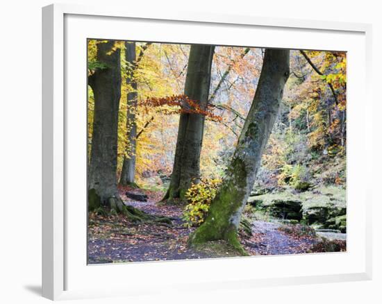 Autumn Trees by the Strid in Strid Wood, Bolton Abbey, Yorkshire, England, United Kingdom, Europe-Mark Sunderland-Framed Photographic Print