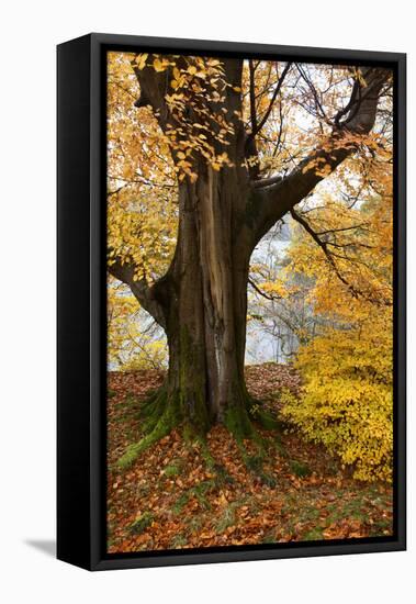 Autumn Trees by Ullswater Near Glenridding, Lake District National Park, Cumbria, England, UK-Mark Sunderland-Framed Premier Image Canvas