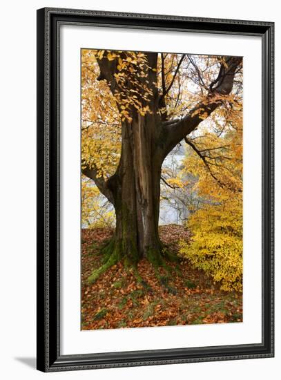 Autumn Trees by Ullswater Near Glenridding, Lake District National Park, Cumbria, England, UK-Mark Sunderland-Framed Photographic Print