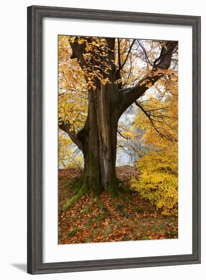 Autumn Trees by Ullswater Near Glenridding, Lake District National Park, Cumbria, England, UK-Mark Sunderland-Framed Photographic Print