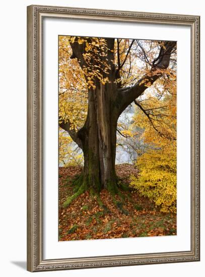 Autumn Trees by Ullswater Near Glenridding, Lake District National Park, Cumbria, England, UK-Mark Sunderland-Framed Photographic Print