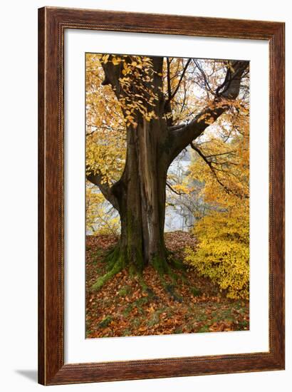 Autumn Trees by Ullswater Near Glenridding, Lake District National Park, Cumbria, England, UK-Mark Sunderland-Framed Photographic Print