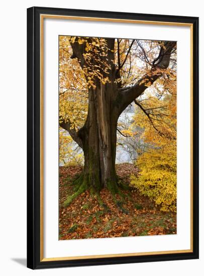 Autumn Trees by Ullswater Near Glenridding, Lake District National Park, Cumbria, England, UK-Mark Sunderland-Framed Photographic Print