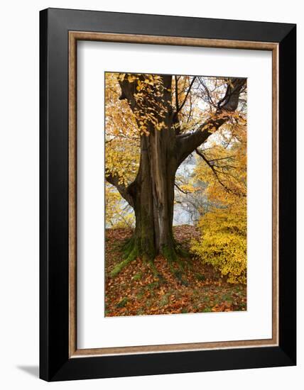 Autumn Trees by Ullswater Near Glenridding, Lake District National Park, Cumbria, England, UK-Mark Sunderland-Framed Photographic Print