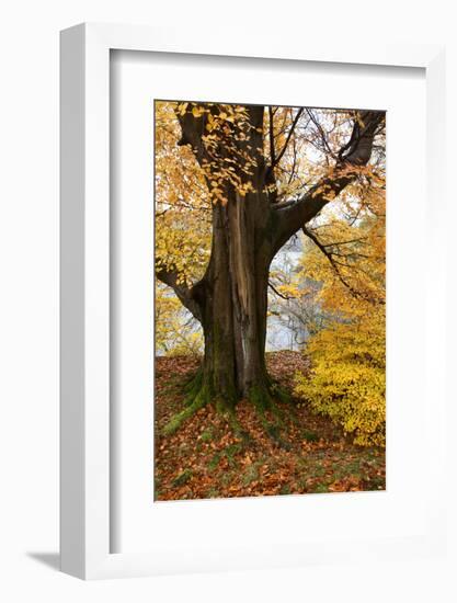 Autumn Trees by Ullswater Near Glenridding, Lake District National Park, Cumbria, England, UK-Mark Sunderland-Framed Photographic Print