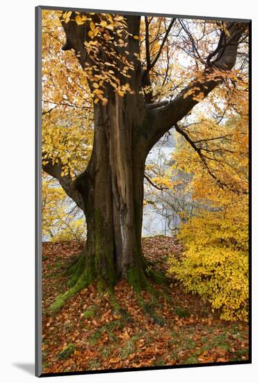 Autumn Trees by Ullswater Near Glenridding, Lake District National Park, Cumbria, England, UK-Mark Sunderland-Mounted Photographic Print