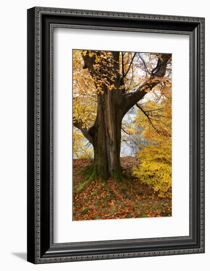 Autumn Trees by Ullswater Near Glenridding, Lake District National Park, Cumbria, England, UK-Mark Sunderland-Framed Photographic Print