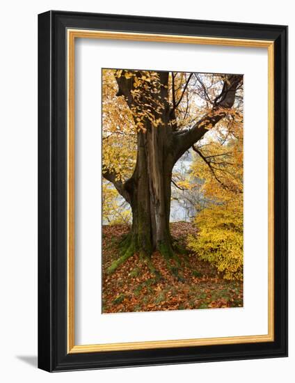 Autumn Trees by Ullswater Near Glenridding, Lake District National Park, Cumbria, England, UK-Mark Sunderland-Framed Photographic Print