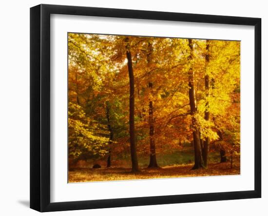 Autumn Trees Cumbria England-null-Framed Photographic Print